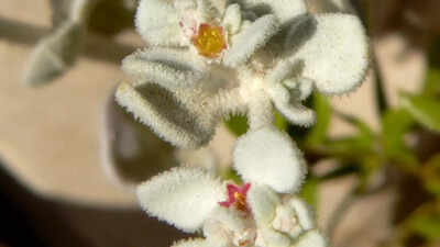 Discover honeysweet plant worlds most heat tolerant plant that thrives in extreme desert heat.jpg