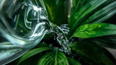 Dont throw away aquarium water it may help plants grow without fertiliser.jpg
