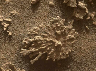 Nasas curiosity finds a mars rock shaped like coral in a close up image.jpg