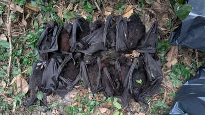 Nsw heatwave kills hundreds of flying foxes orphaning baby bats.jpg