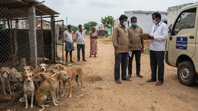 Photo credit ai stray dogs were allegedly culled using lethal injections in telangana39s kamareddy a.png