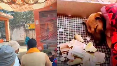 The dog was weak dehydrated and had stopped eating before it was rescued and treated.jpg