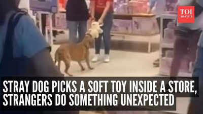 Watch stray dog picks a soft toy inside a store strangers do something unexpected.jpg