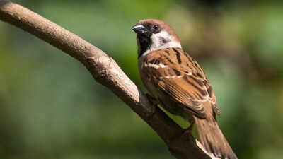 What house sparrows can teach us about evolution survival and a changing planet.jpg