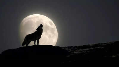 Wolf supermoon 2026 to light up the skies this weekend best time to watch meaning behind the name an.jpeg