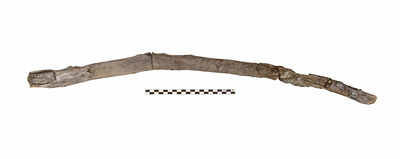 Worlds oldest wooden tools found in greece push early human technology history back.jpg
