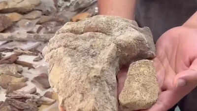 148 rare lichens found deep inside odishas similipal national park watch video.jpg