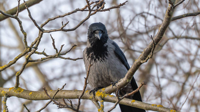 H5n1 virus scare in chennai doctor shares the risk symptoms and preventive tips.jpg