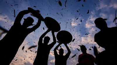 Khasi tribal farmers clean harvested paddy in a field along the assam meghalaya border on the outski.jpeg