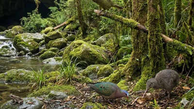 Long lost cave in new zealand reveals million year old wildlife extinct birds and a kkp ancestor.jpg