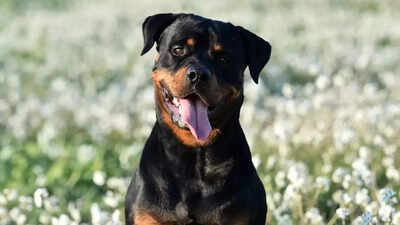 Rottweiler.jpg
