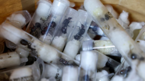 2000 queen ants in a suitcase chinese man arrested for smuggling live ants in test tubes at nairobi.png