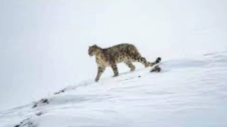 High-altitude unit spawned by Pahalgam attack, trained by AP’s Greyhounds